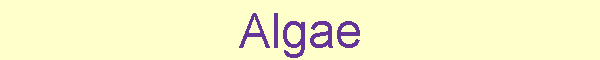 Algae