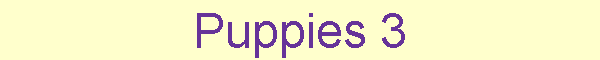 Puppies 3