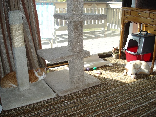 Cajun, Iris & Mikki