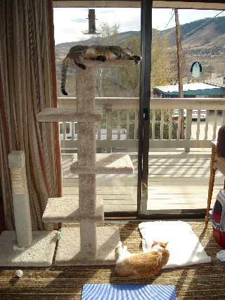 Iris & Cajun