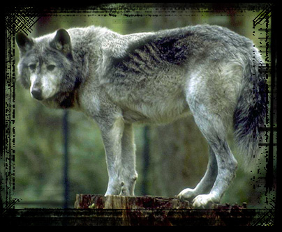 [Image: timberwolf.jpg]