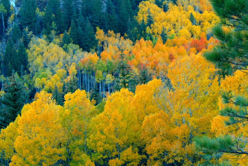 aspen trees, Colorado
