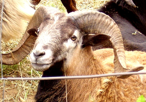 2 yr old Gunner with horn growth of 3-4 yr  ram