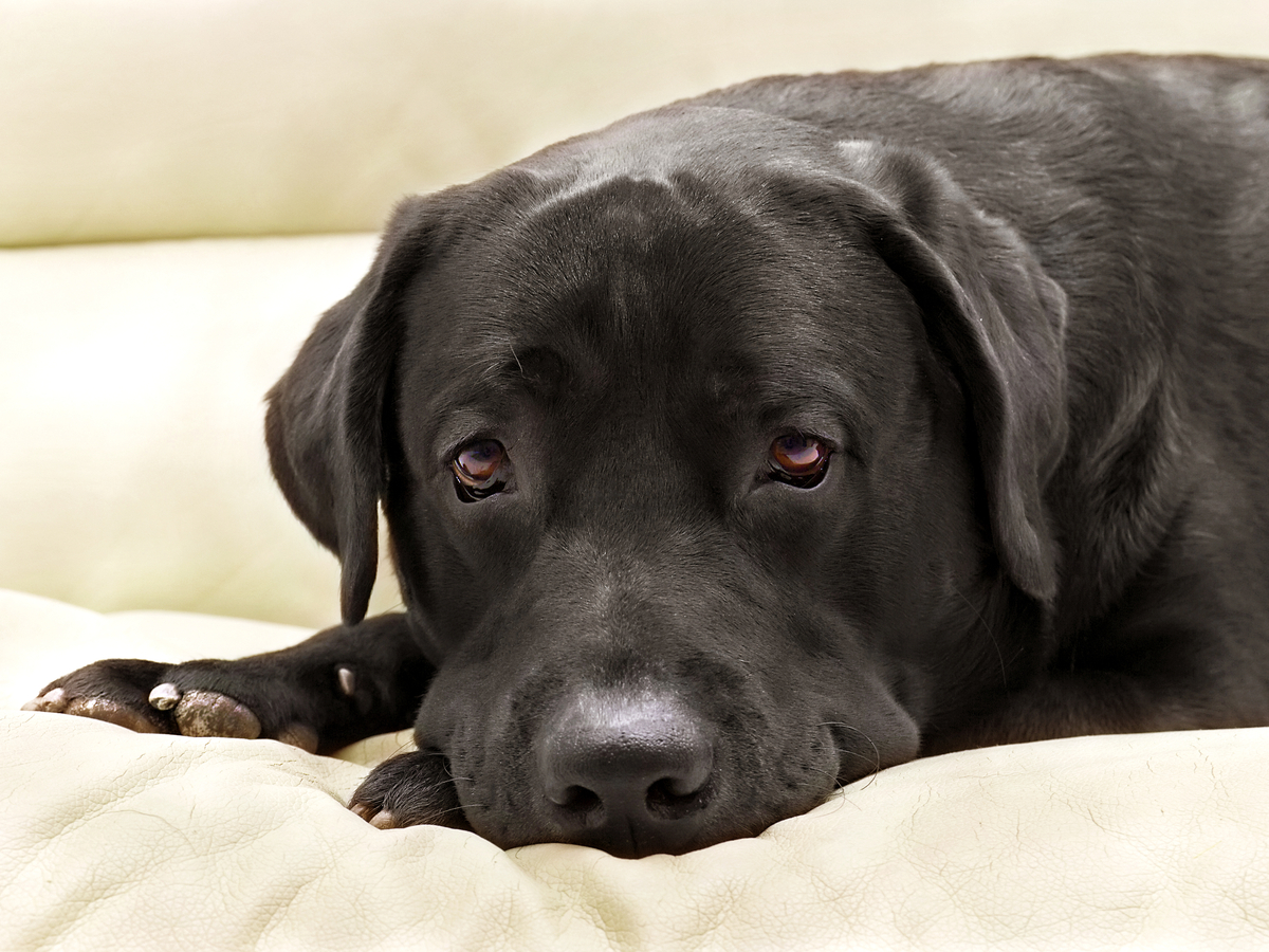 Black Labrador Retriever