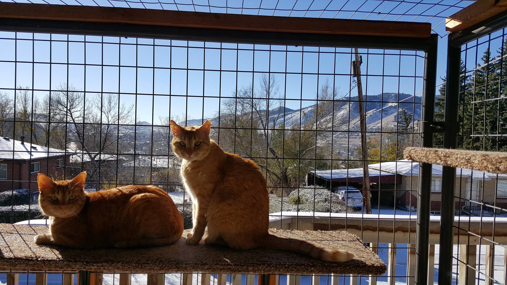 Julius & Simba in cat enclosure