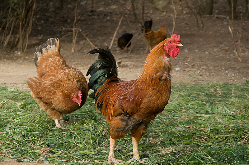 truly pastured chickens