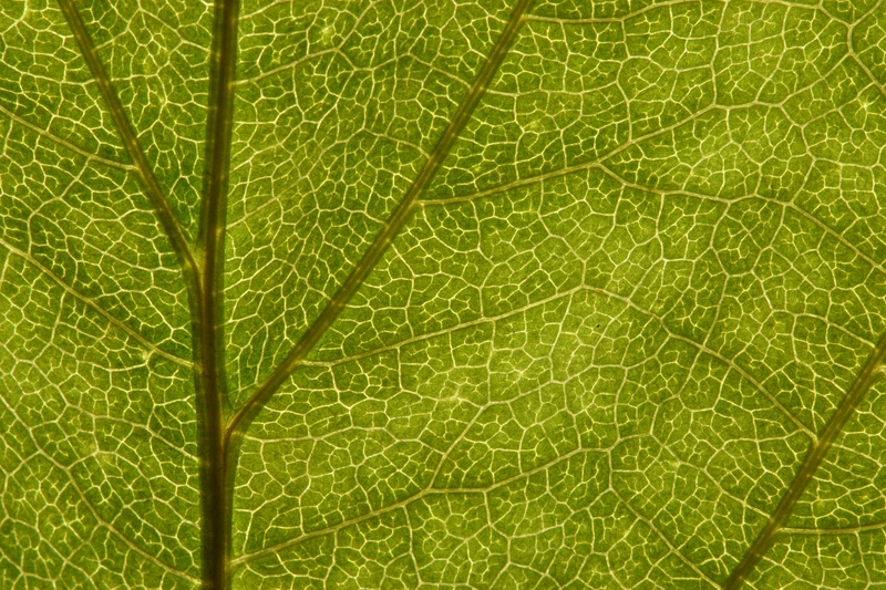 leaf-chlorophyll