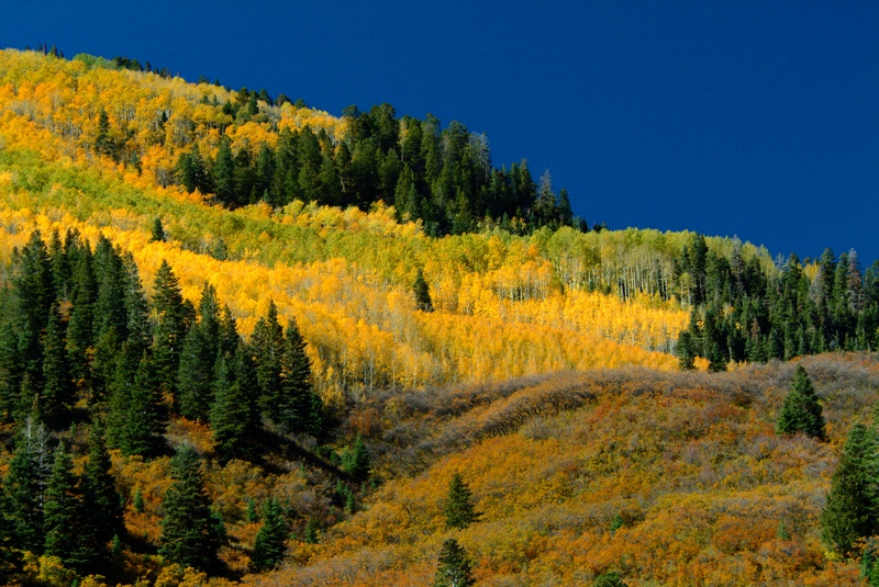 aspen trees, Colorado
