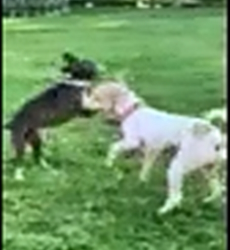 Diesel playing with puppy