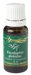 Eucalyptus globulus