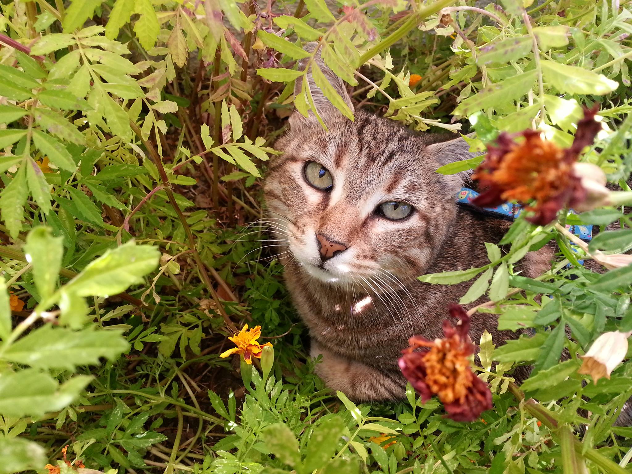 Iris in marigolds