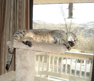 Iris enjoying life on cat tree