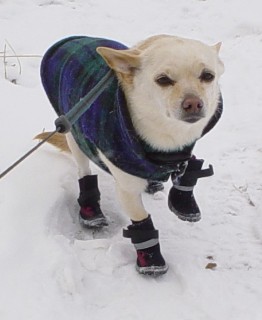 I am not a happy camper in boots.