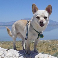 Mikki on Antelope Island, Great Salt Lake