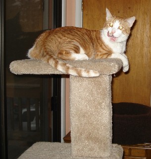 Cajun: I am king of the cat tree