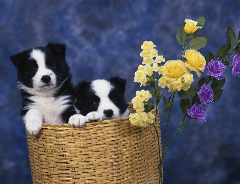 puppies in basket