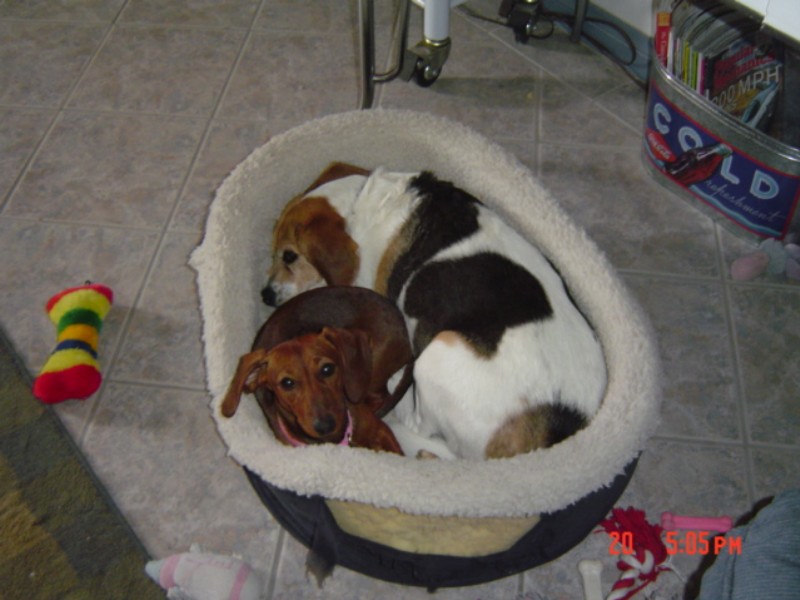 Rainbow (Beagle) & Roxie (Dachshund)