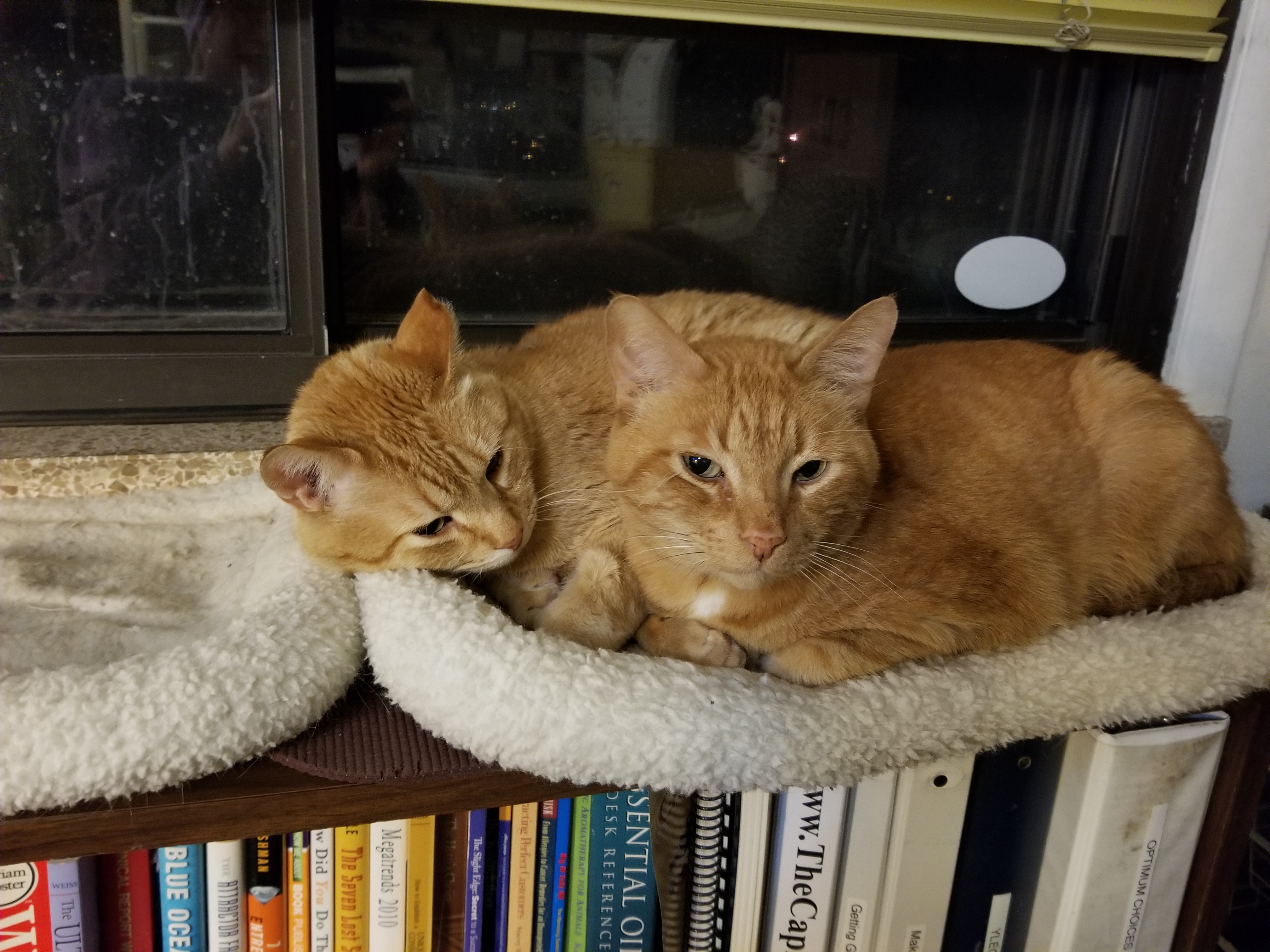 Simba (L) coexisting with Julius (R)