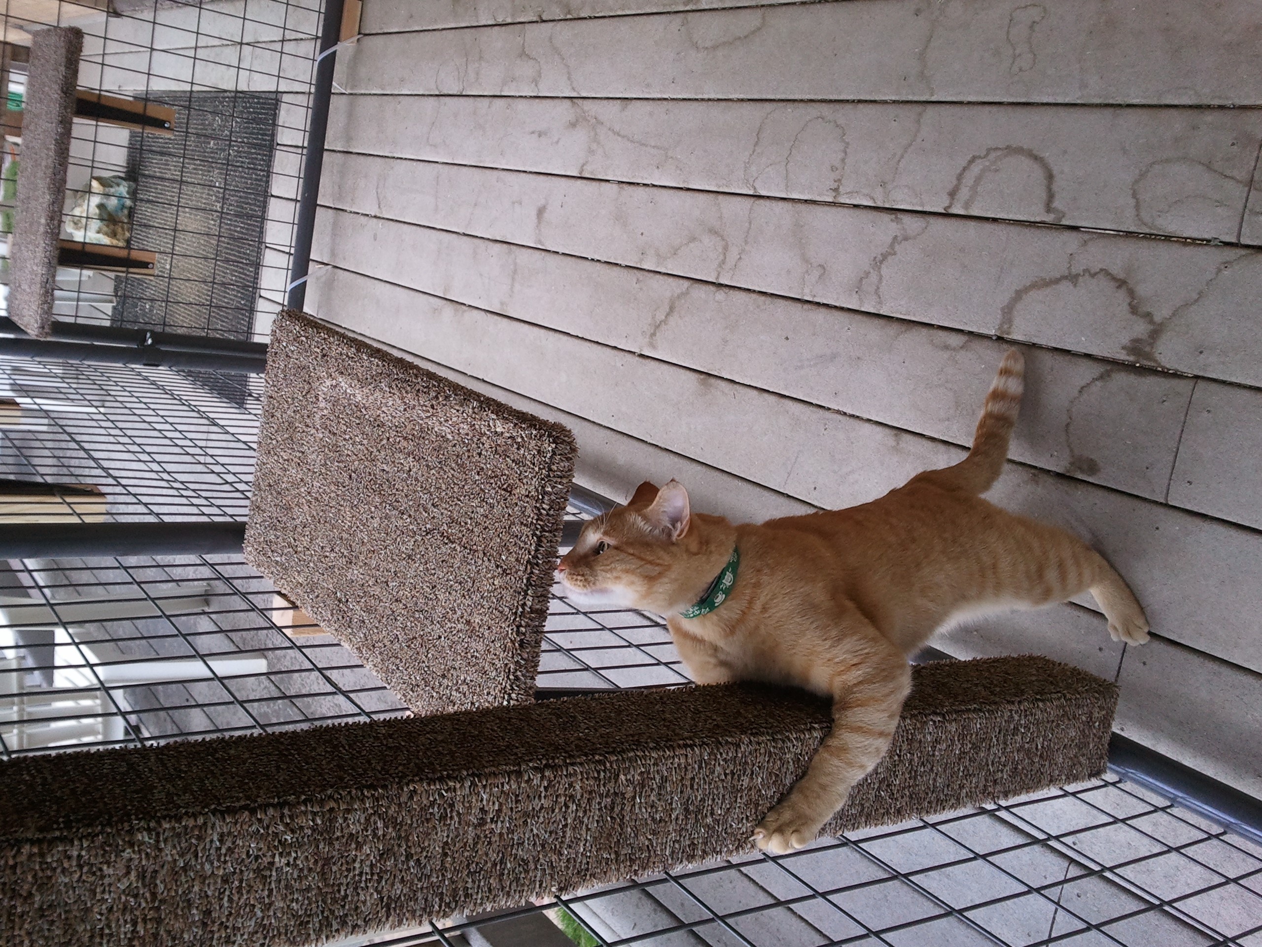 Simba in catio