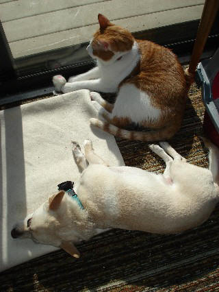 Our, Katrina rescued, Cajun Cat & Mikki Dog