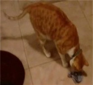 Cajun playing with new Catnip Birdie