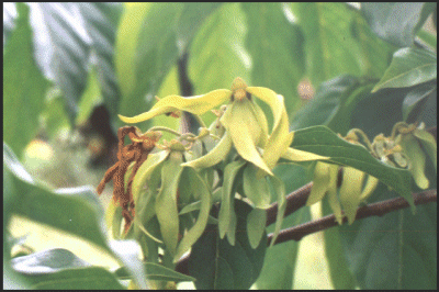 Ylang ylang