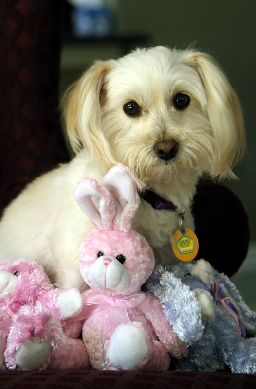 Discount Code= 5BUNNY