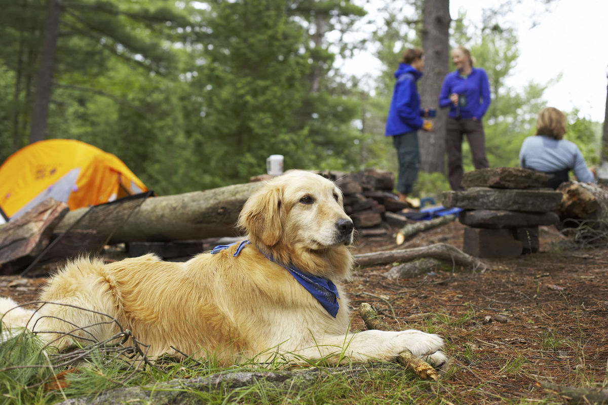 camping w/doggy