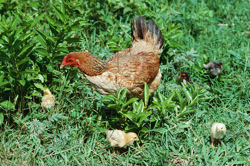 pastured chickens