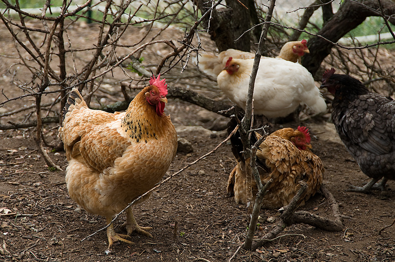 truly pastured chickens