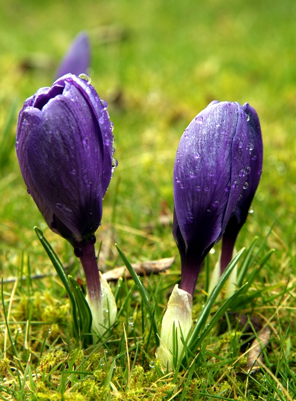 Spring crocuses