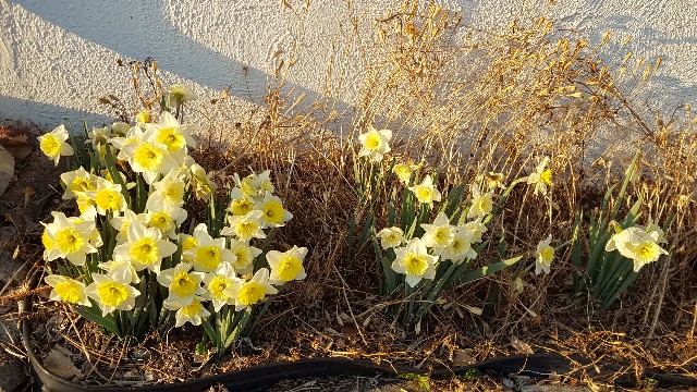 Daffodils