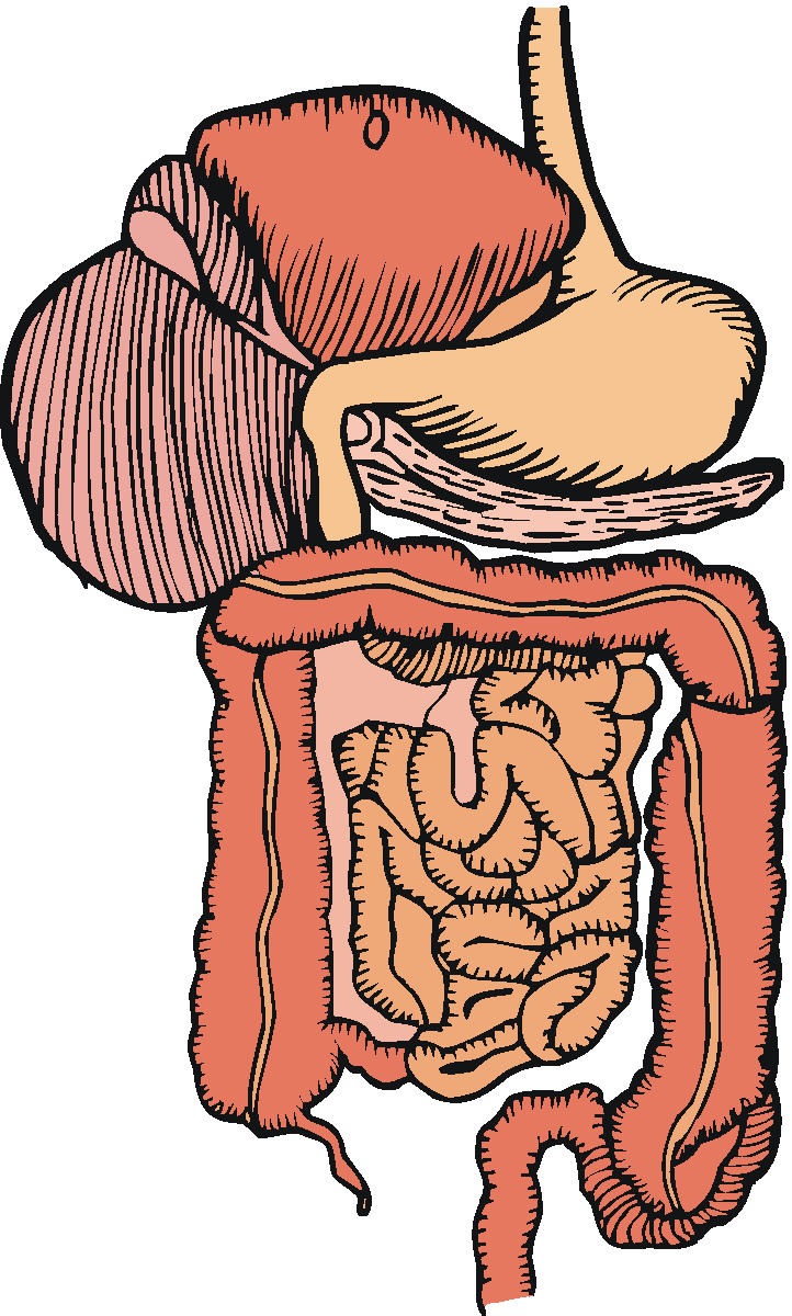 digestive tract