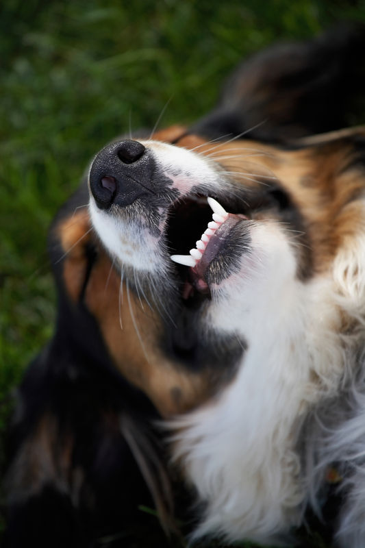 dog's teeth