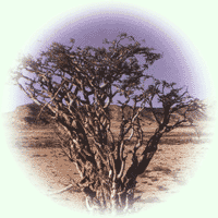 Frankincense tree