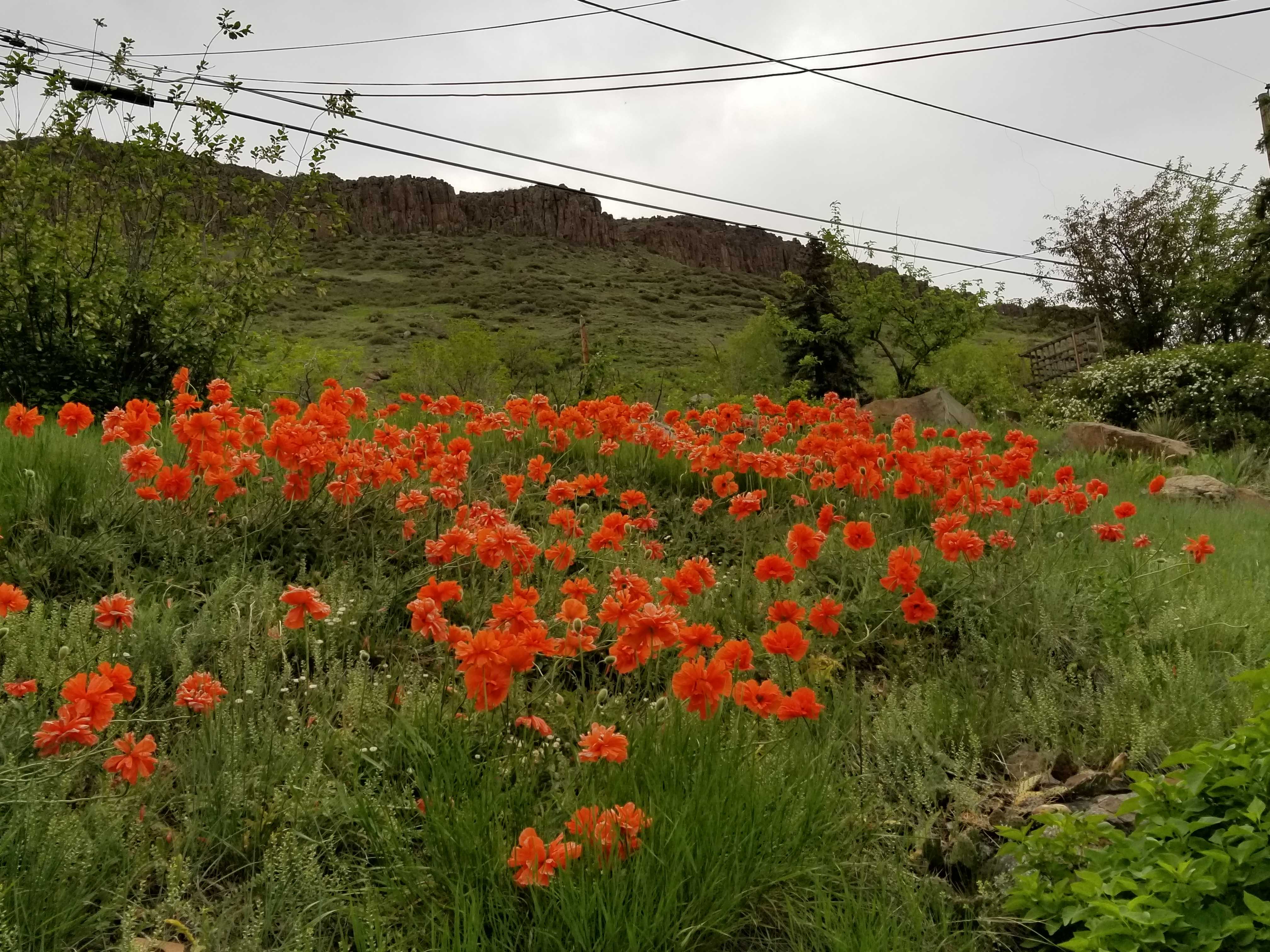 poppies