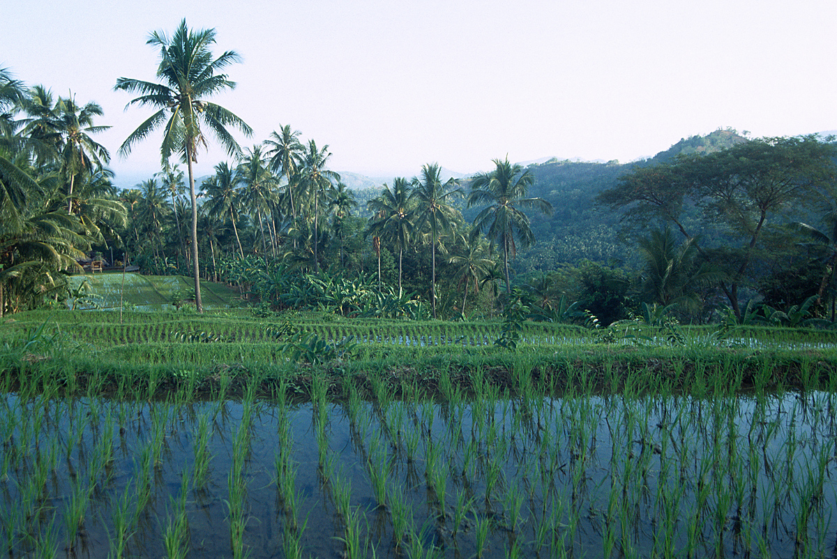 rice paddy